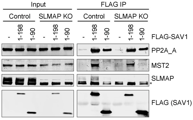 Figure 6—figure supplement 1.