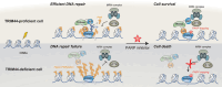 Graphical Abstract