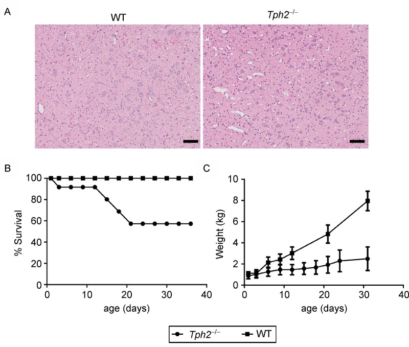 Fig.3