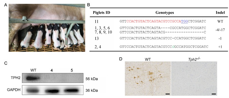 Fig.2