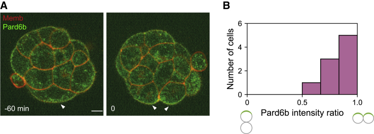 Figure 1