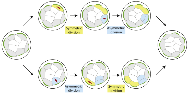 Figure 7