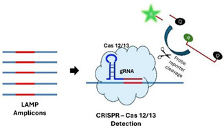 graphic file with name viruses-16-01248-i006.jpg