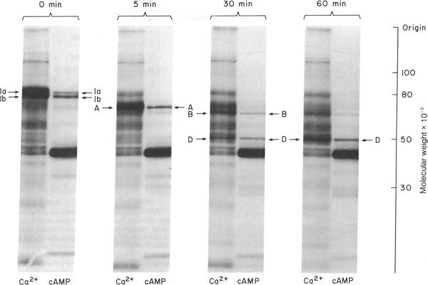 graphic file with name pnas00005-0395-a.jpg