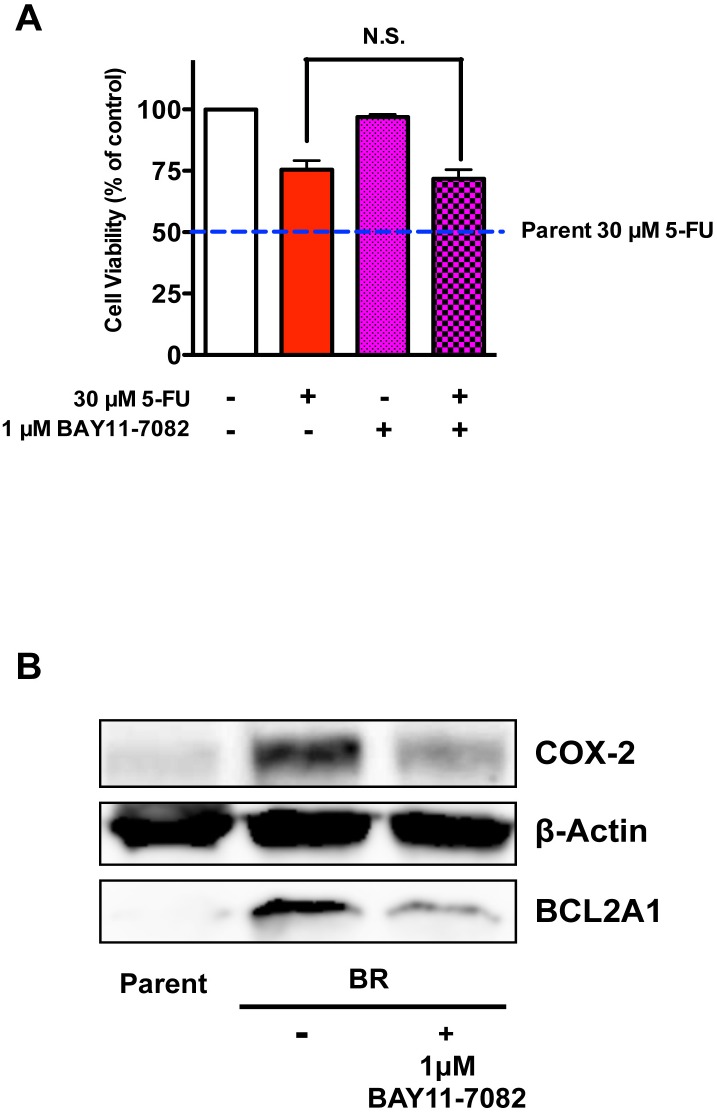 Fig 5