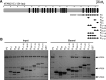 FIGURE 3;