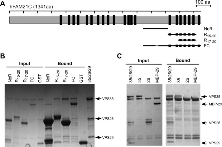 FIGURE 2: