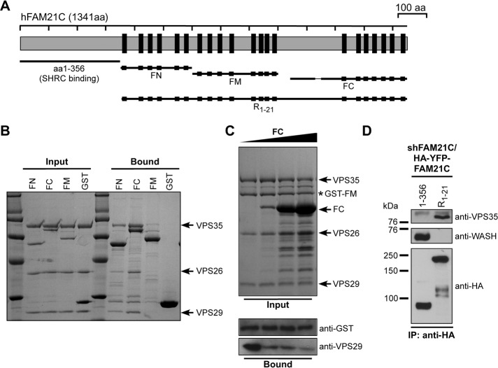 FIGURE 1: