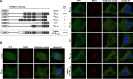 FIGURE 5: