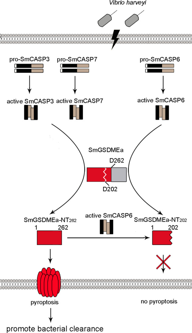 Fig. 9