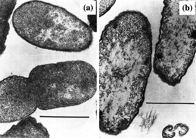 Fig. 11