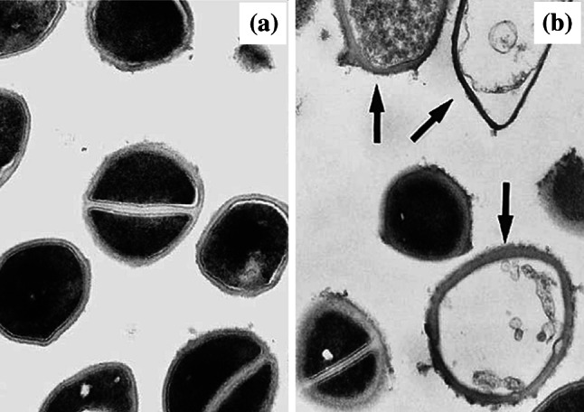 Fig. 12