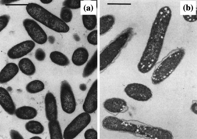 Fig. 10