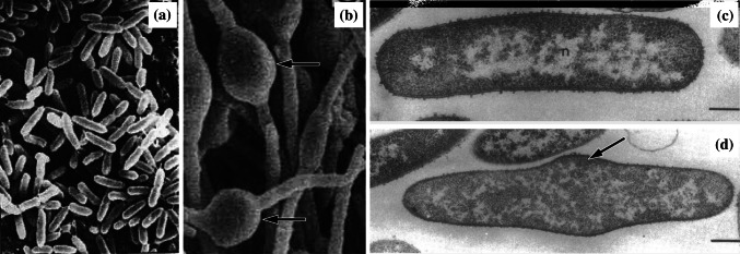 Fig. 5