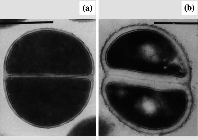 Fig. 8