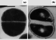 Fig. 8