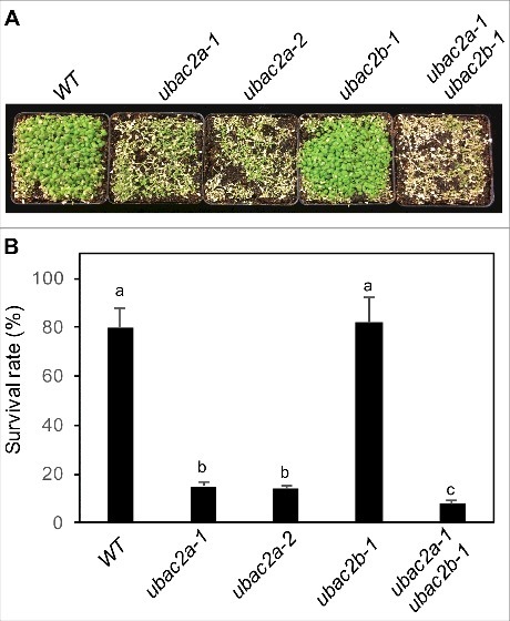 Figure 10.