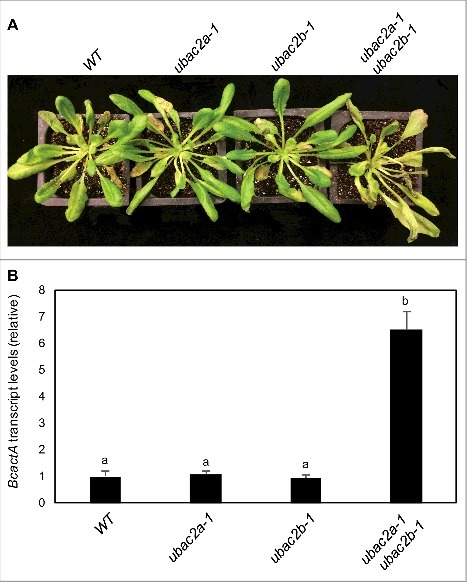 Figure 11.