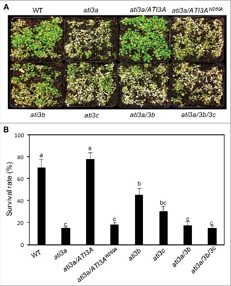 Figure 5.