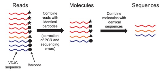 Figure 1—figure supplement 1.