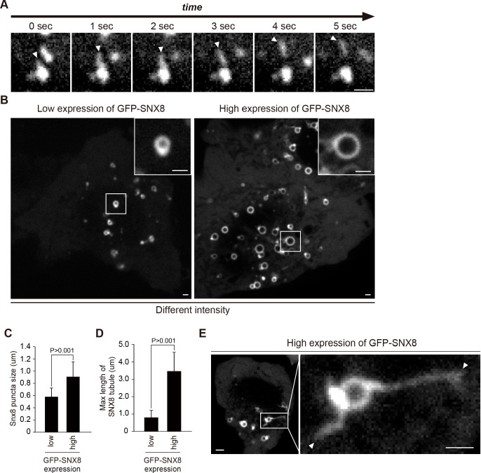 Figure 7—figure supplement 1.