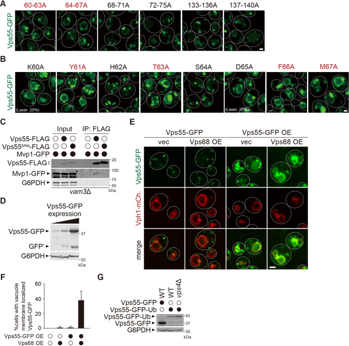 Figure 3—figure supplement 1.