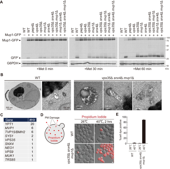 Figure 6—figure supplement 1.