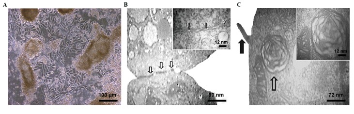 Fig.4