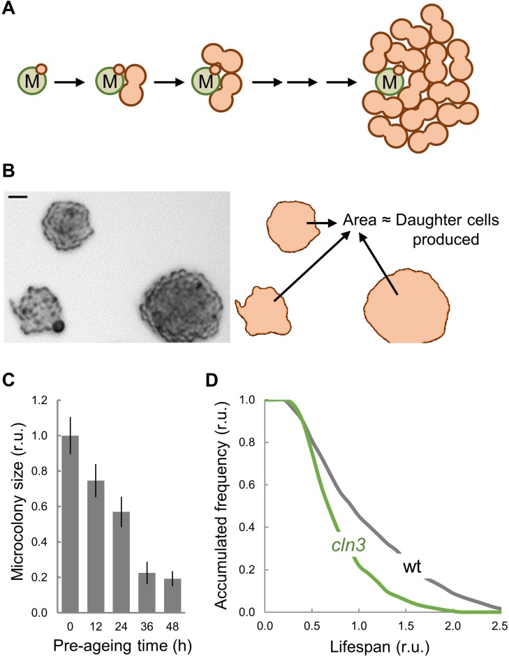 Figure 5—figure supplement 1.