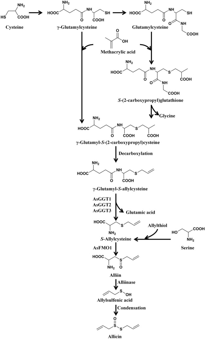 FIGURE 2