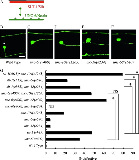 Figure 7.—