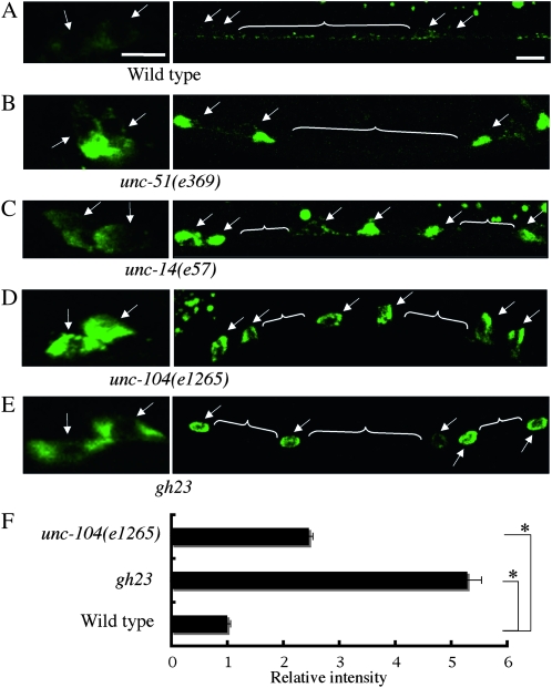 Figure 2.—