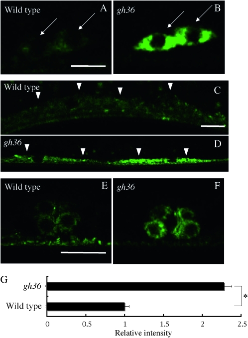 Figure 6.—