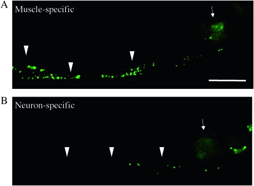 Figure 4.—