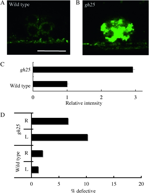 Figure 5.—