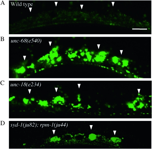 Figure 3.—