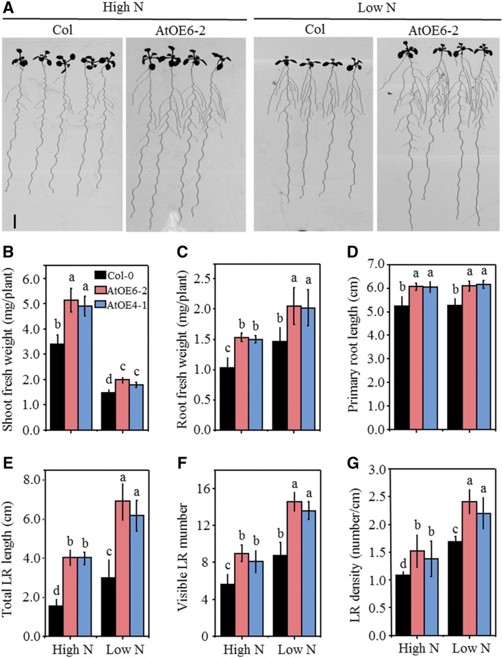 Figure 4.