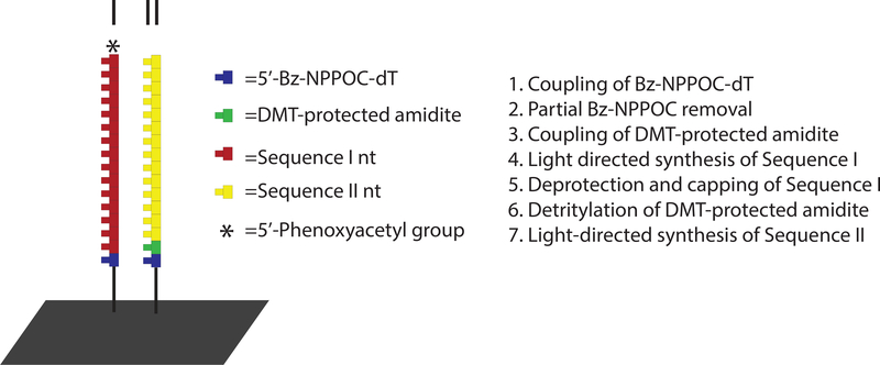 Scheme 2: