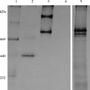 Fig. 5