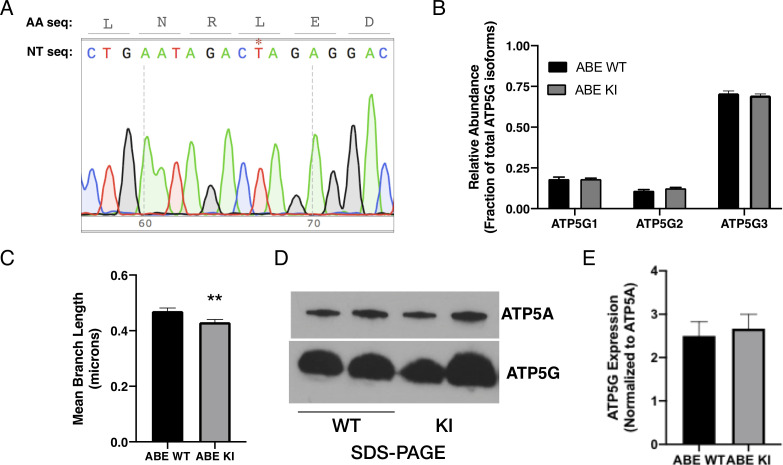 Figure 4—figure supplement 1.