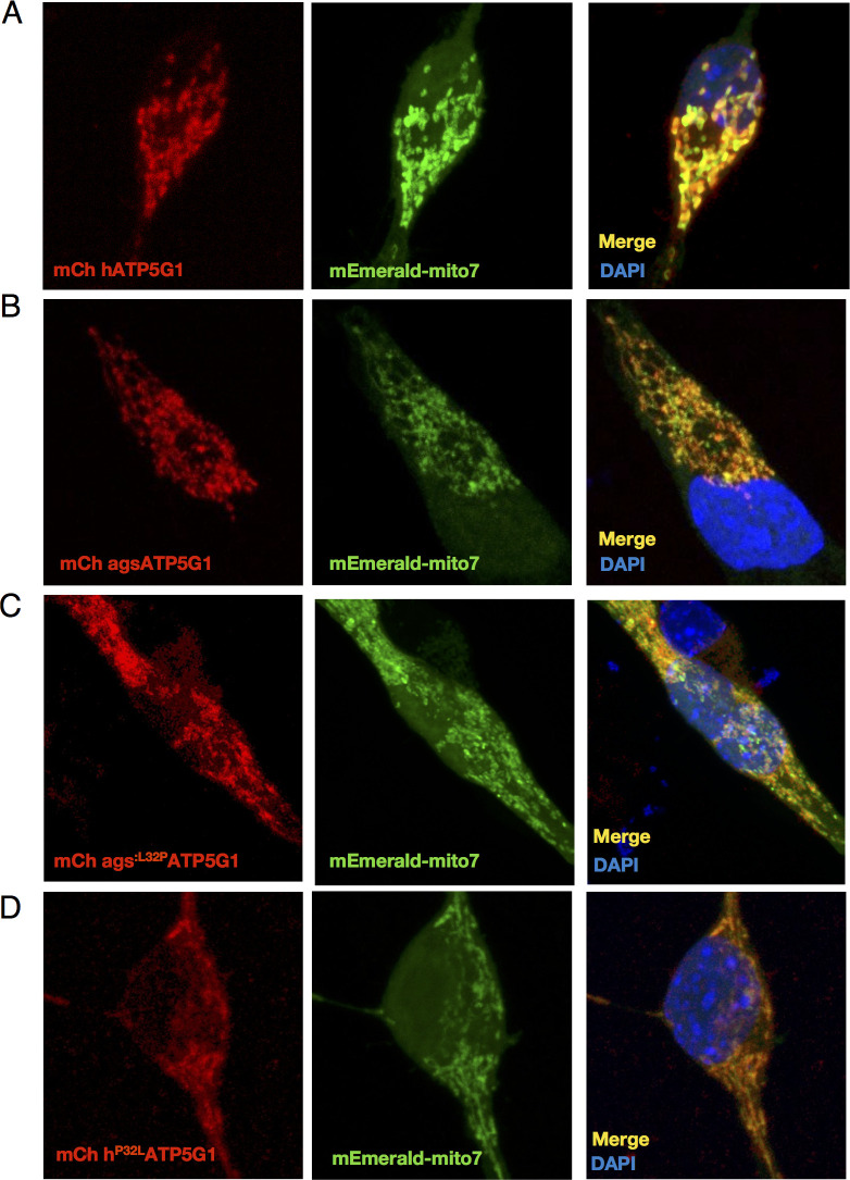 Figure 3—figure supplement 2.
