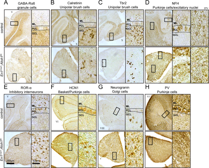 Figure 1—figure supplement 2.