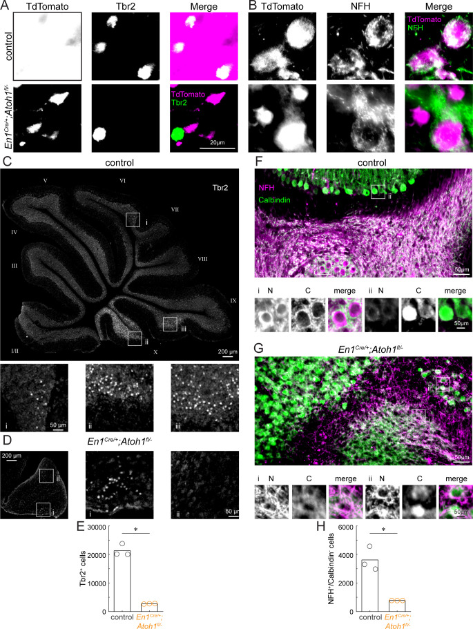 Figure 1—figure supplement 4.