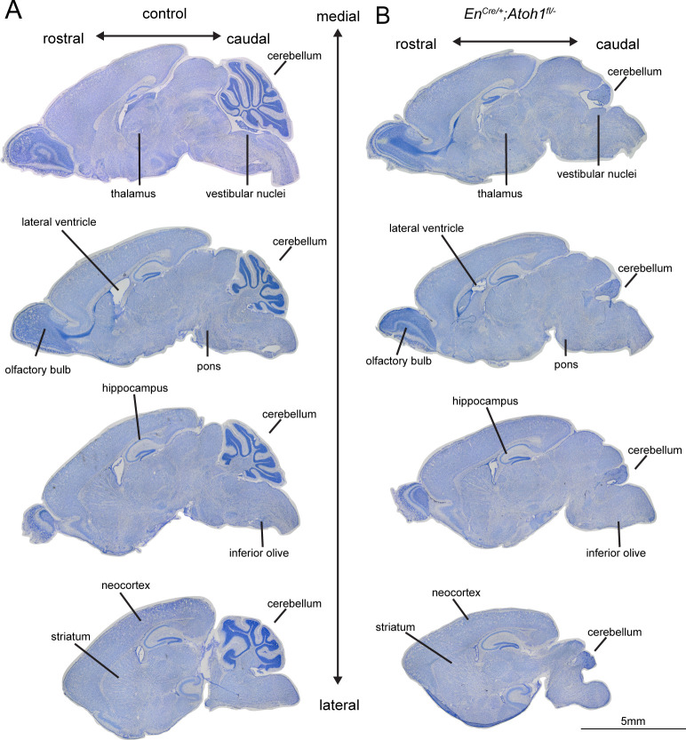 Figure 1—figure supplement 1.