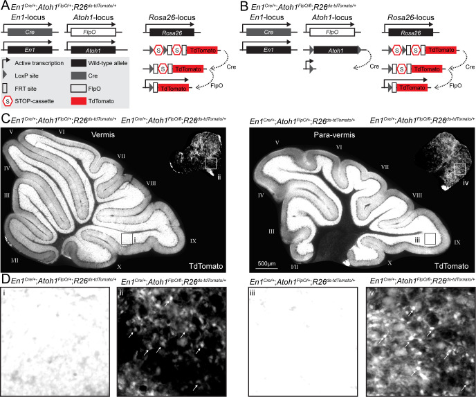 Figure 1—figure supplement 3.