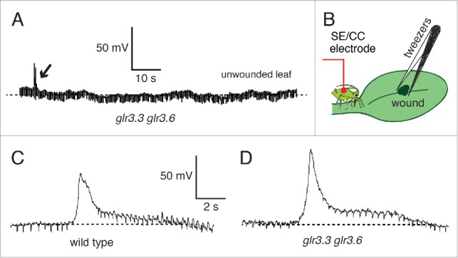 Figure 6.