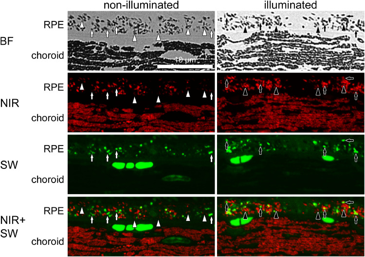 Fig. 8: