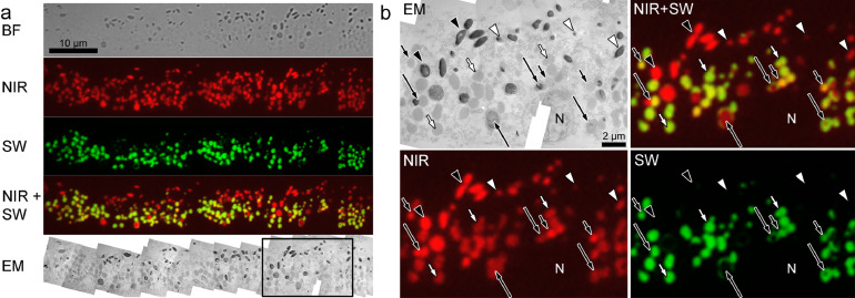 Fig. 6: