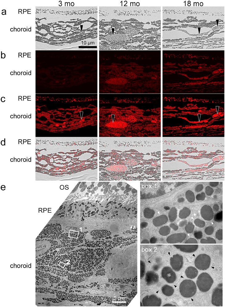 Fig. 2: