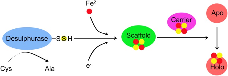 FIGURE 1